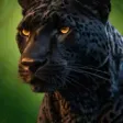 Black Jaguar Portrait